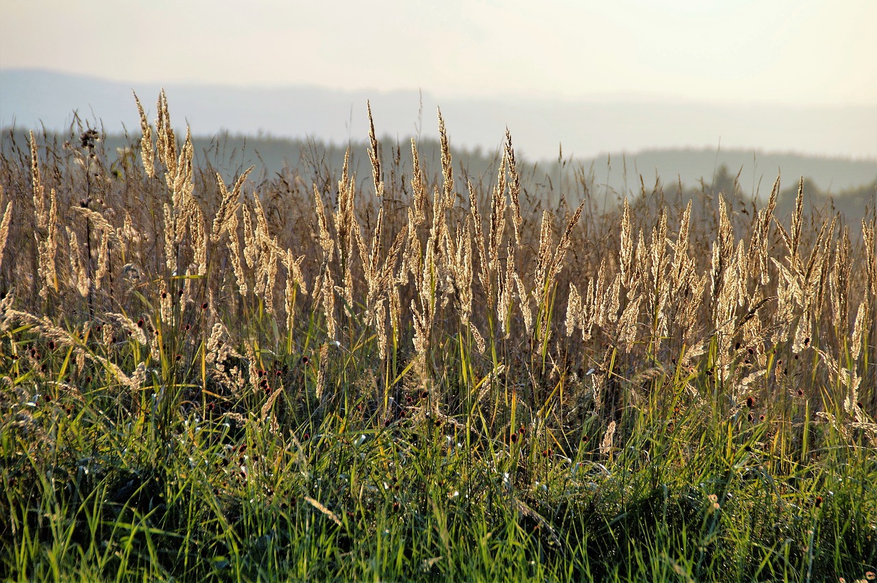 grass twilight sunset free photo