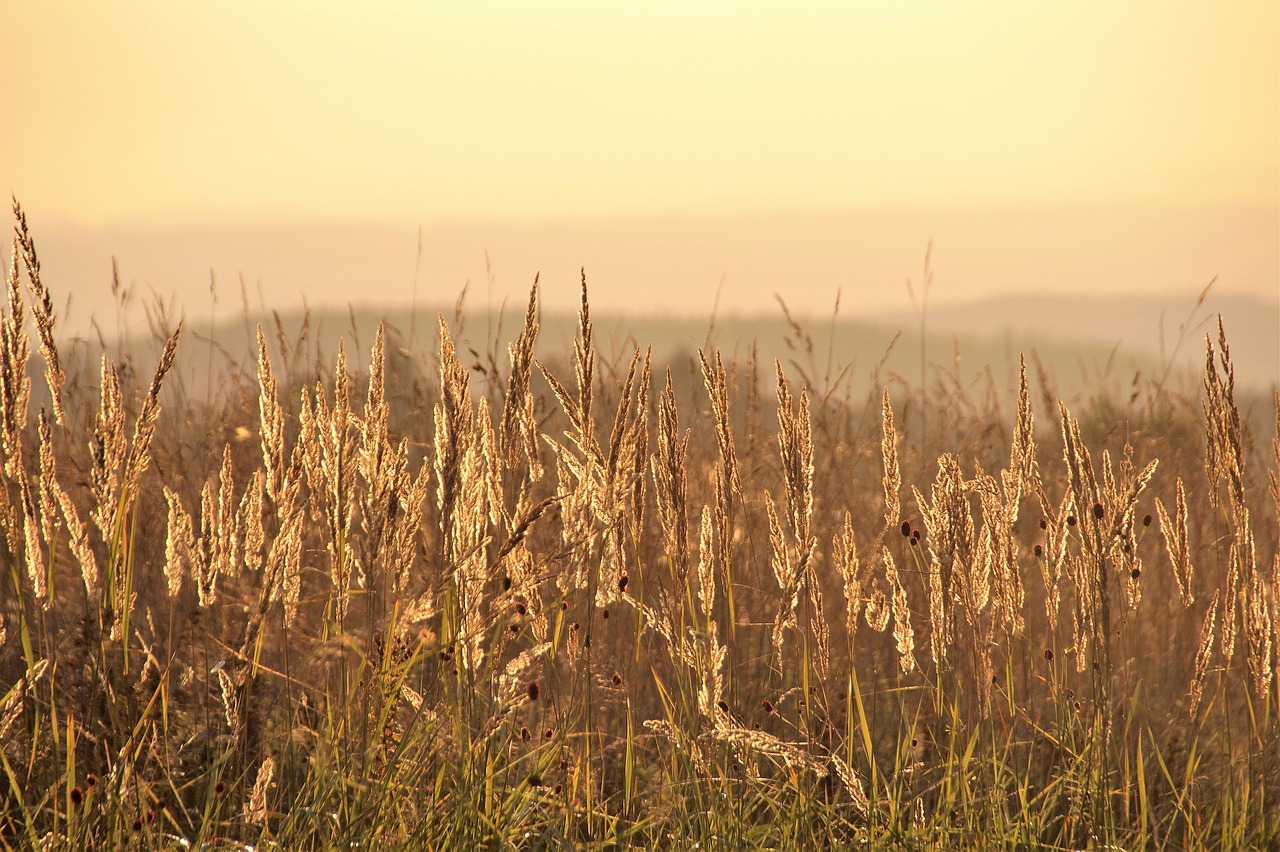 grass ears of corn klasky free photo