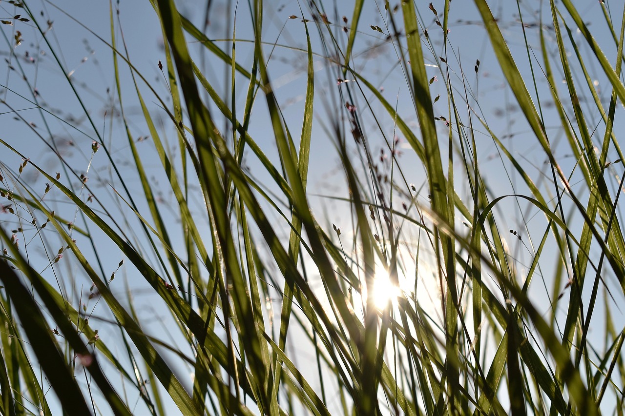 grass sky nature free photo