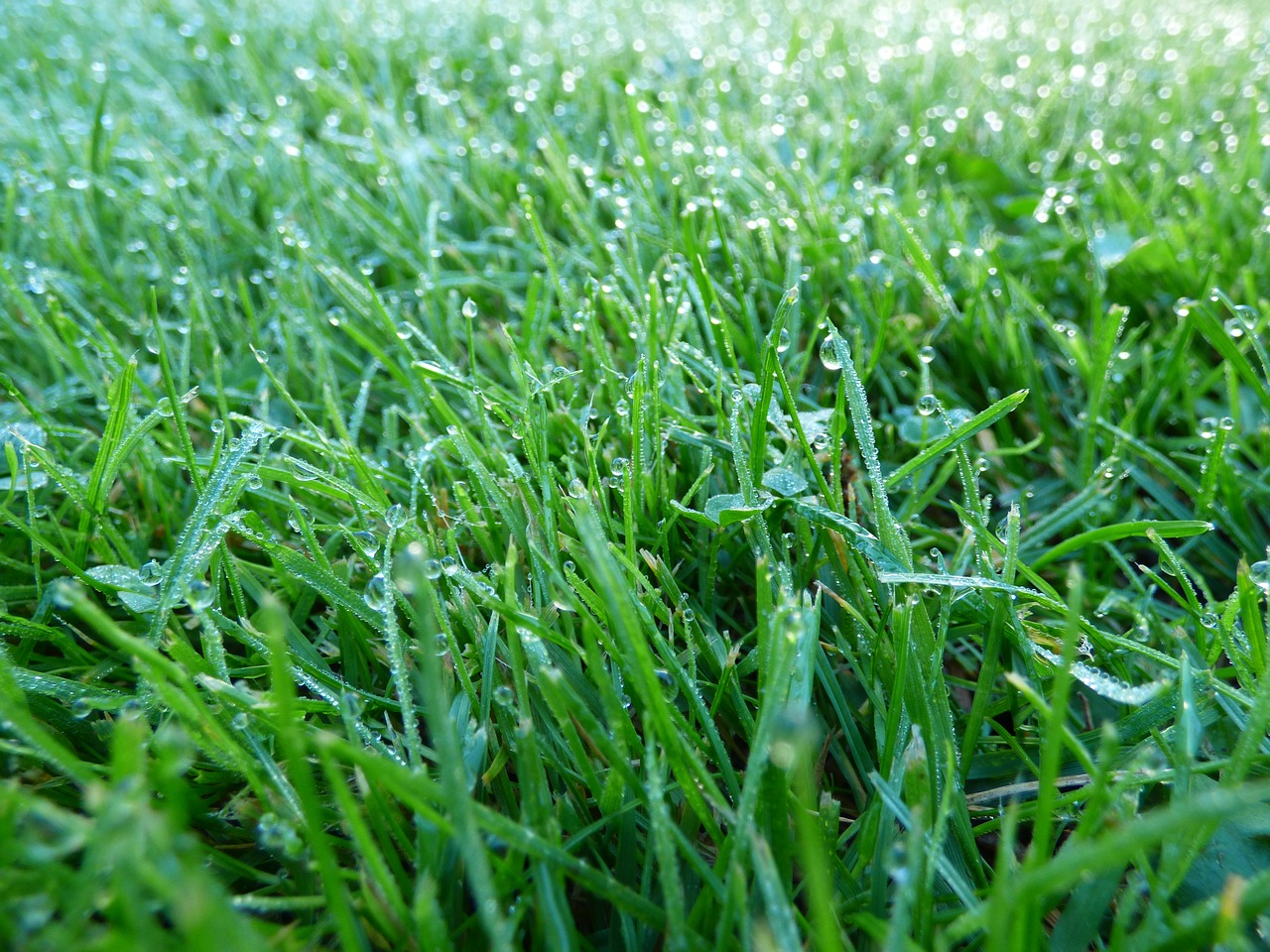 grass dew lawn free photo
