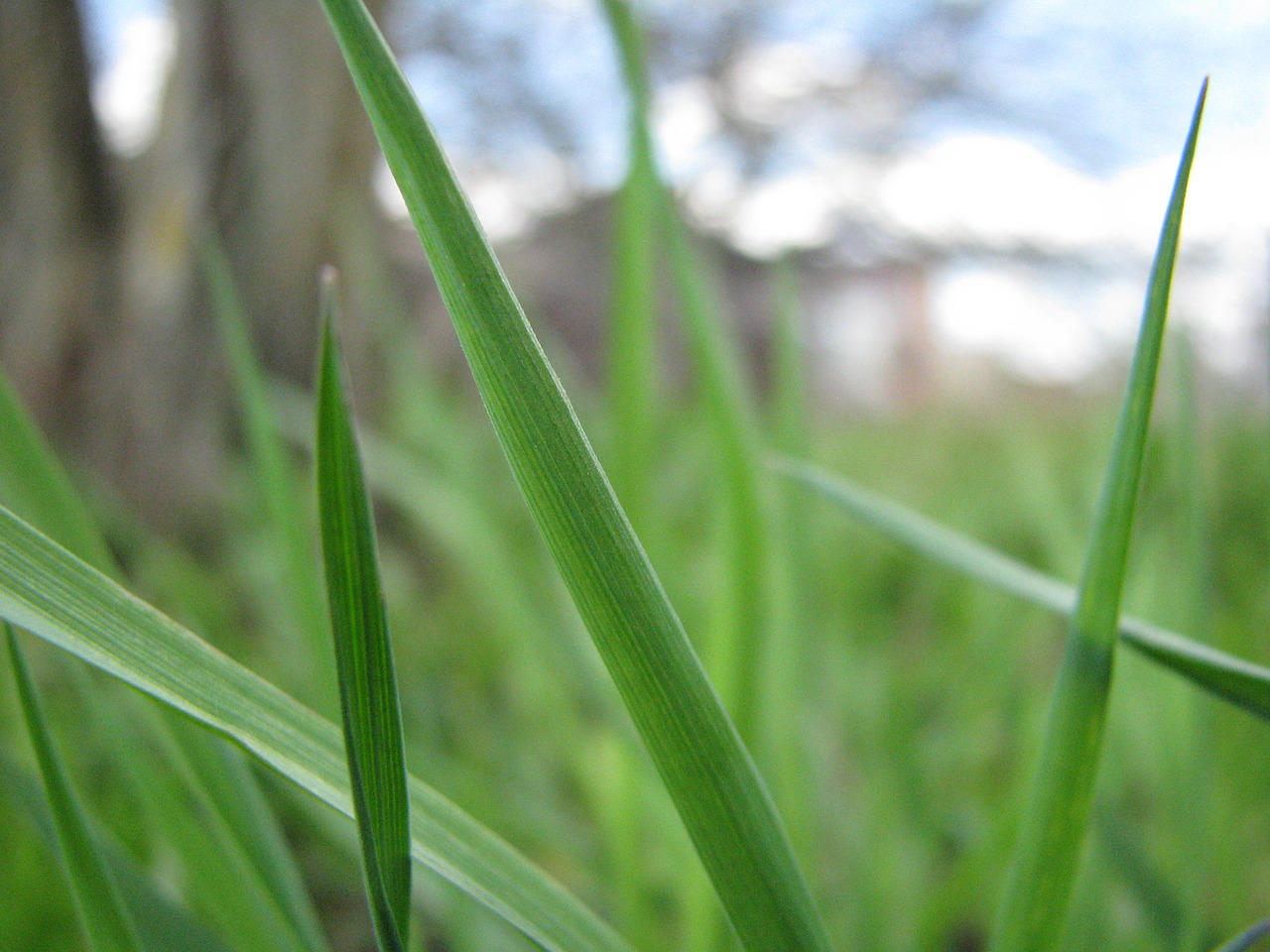 grass plant summer free photo