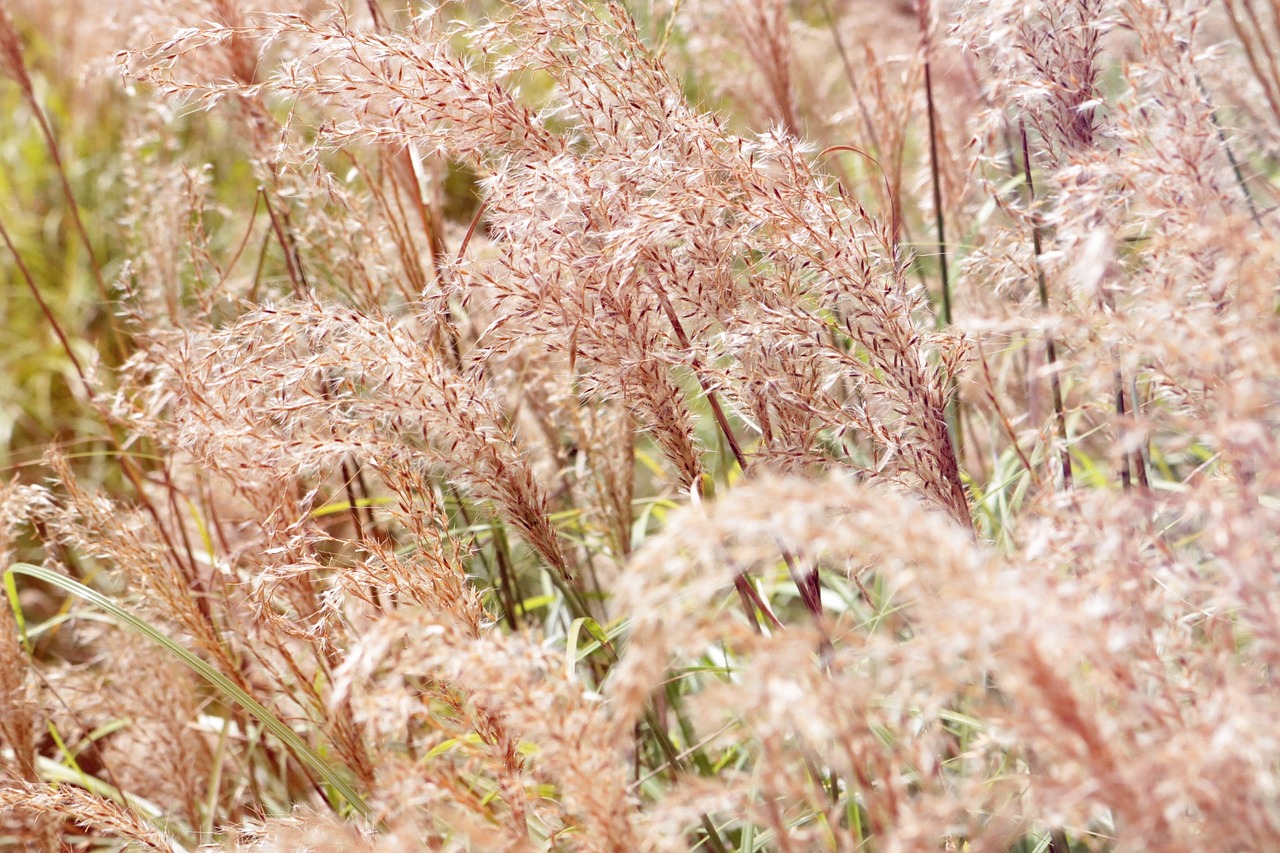 grass nature field free photo