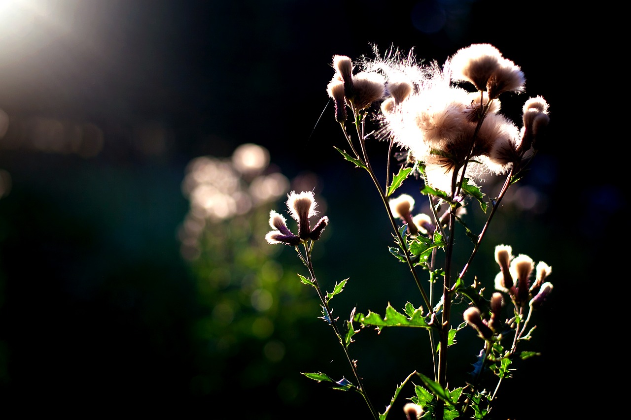 grass grasses plant free photo