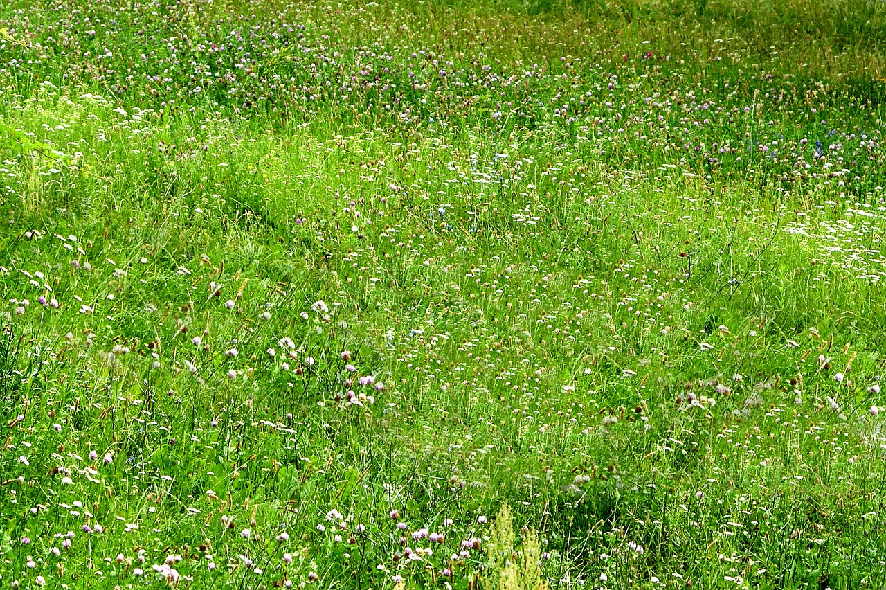 grass green nature free photo