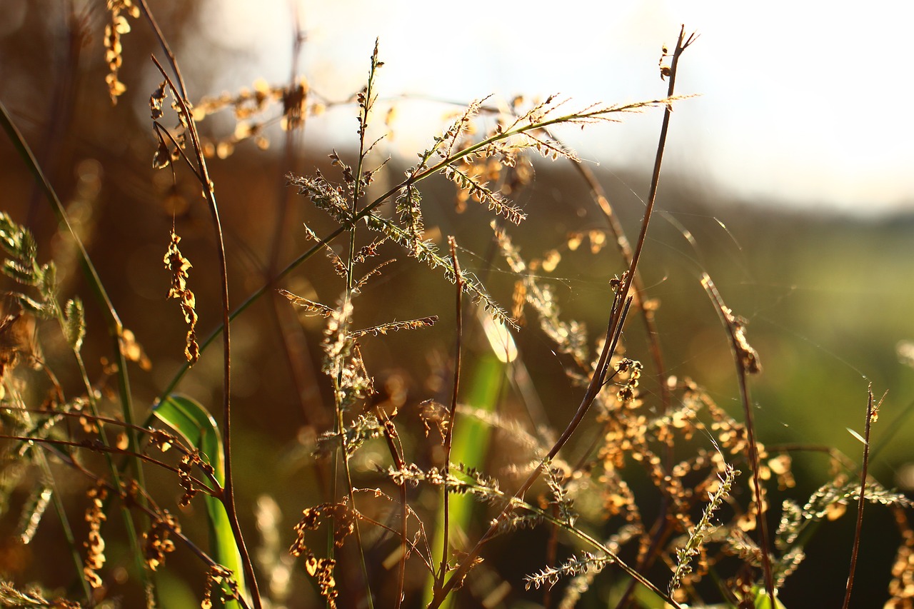 grass back light sun free photo