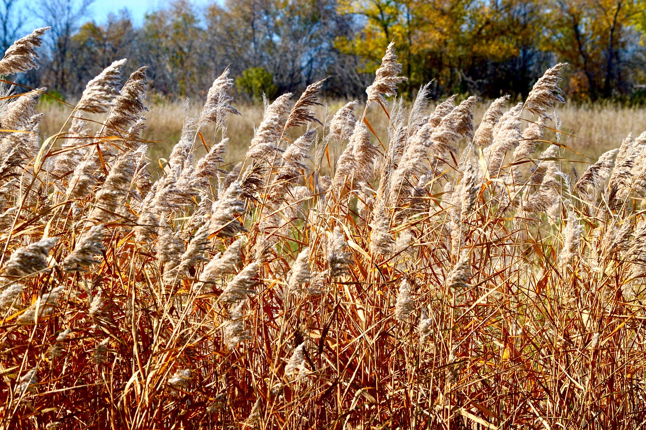 grass wheat nature free photo