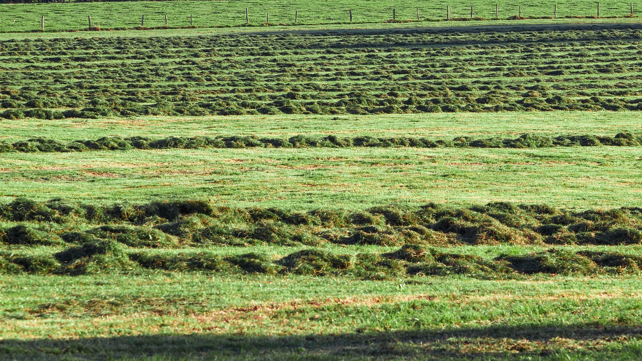 grass pile agriculture free photo