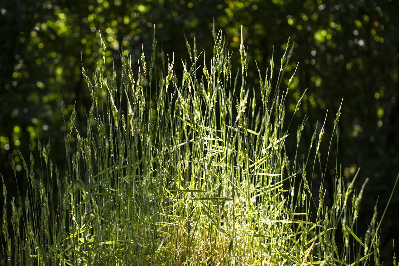 grass dew water drops free photo