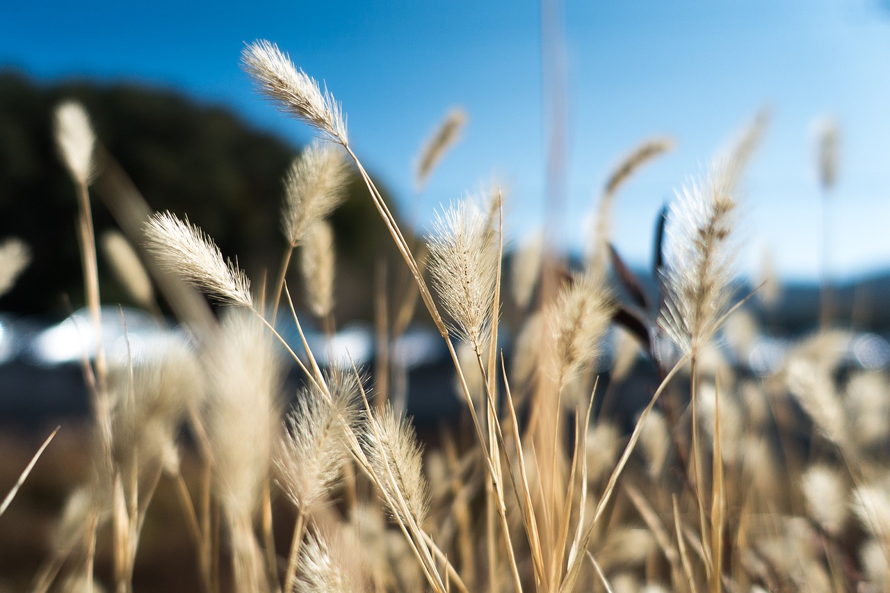 grass sky autumn free photo