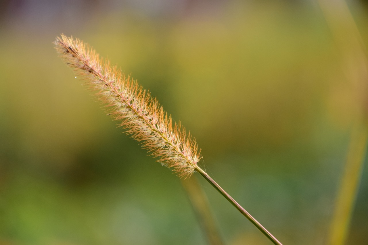 grass close nature free photo