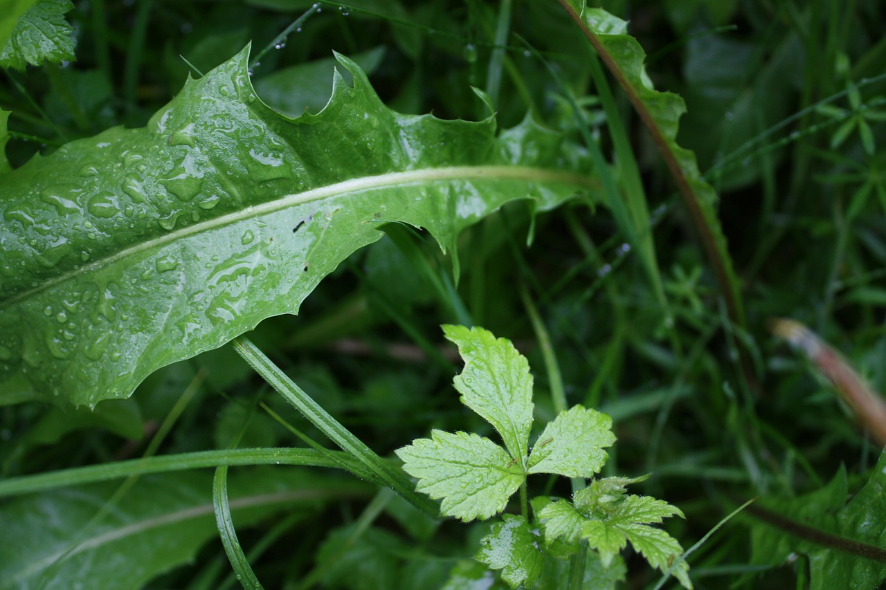 grass rain close free photo