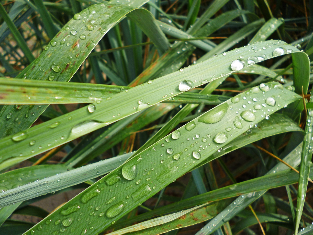 grass nature drops free photo