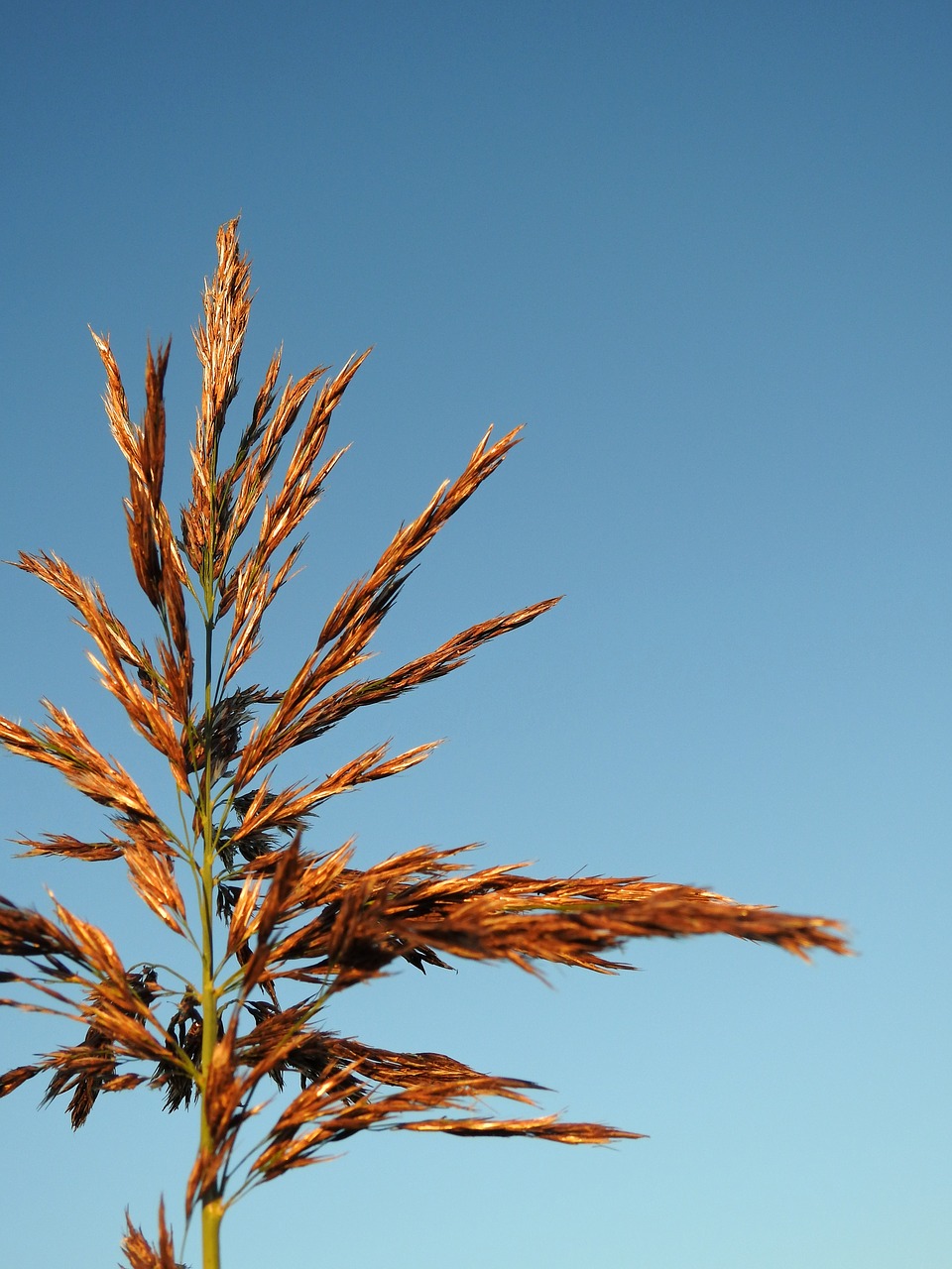 grass seeds plant free photo