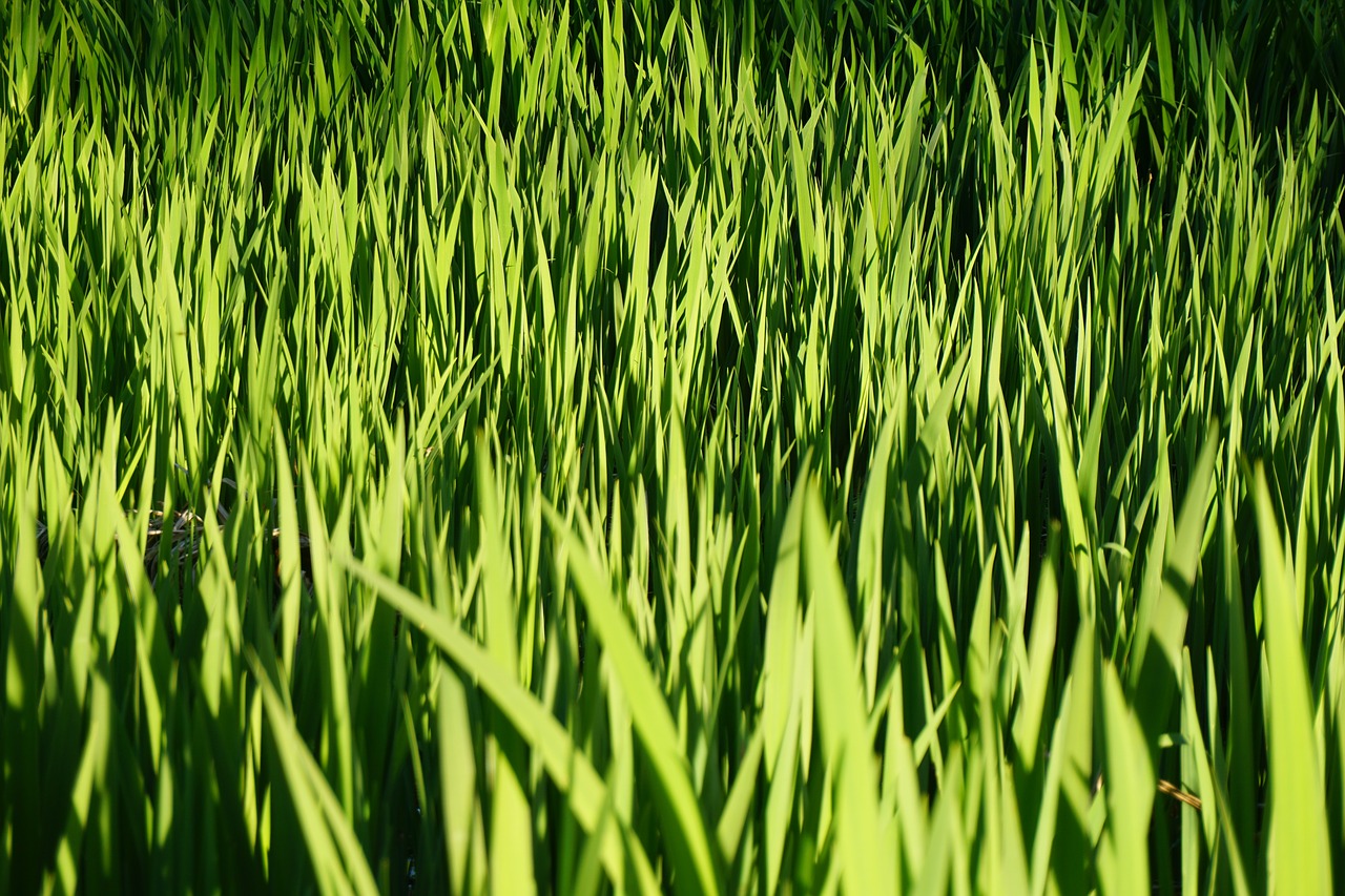 grass green blades free photo