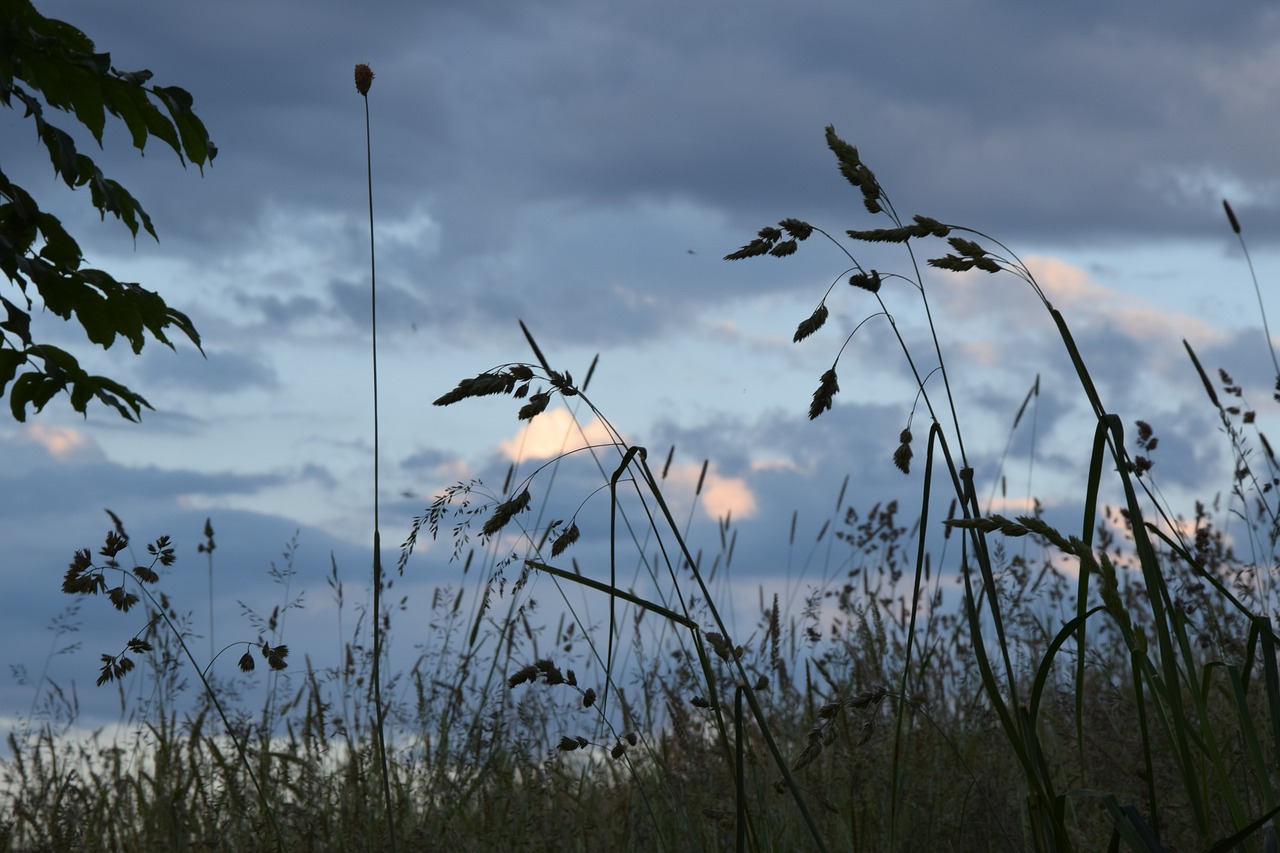 grass nature green free photo