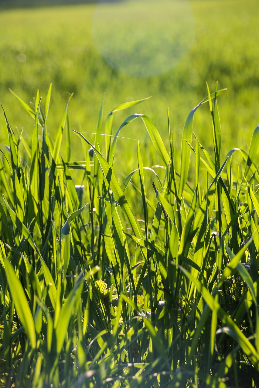 grass meadow sun free photo