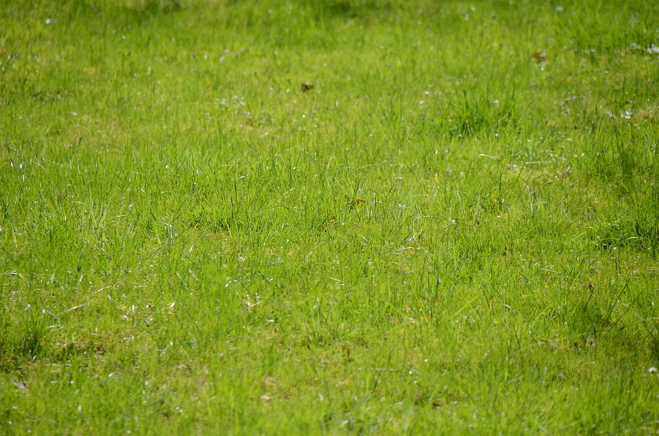 grass meadow grasses free photo