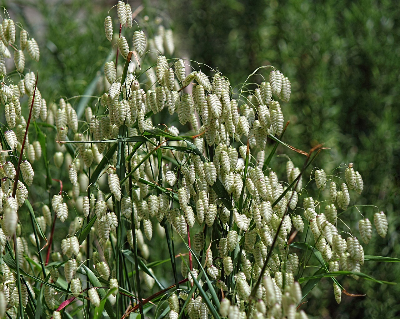 grass ornamental green free photo