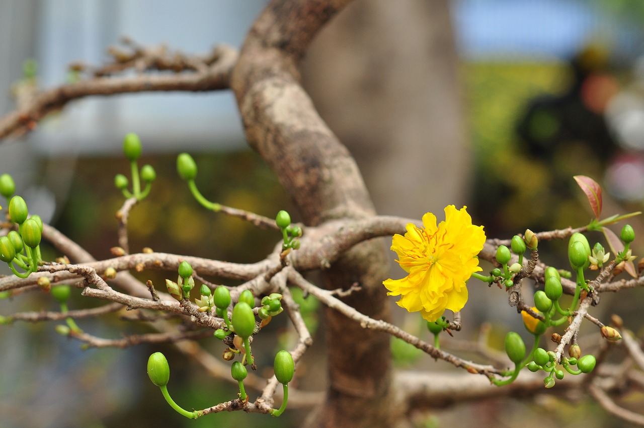 grass floral flower free photo