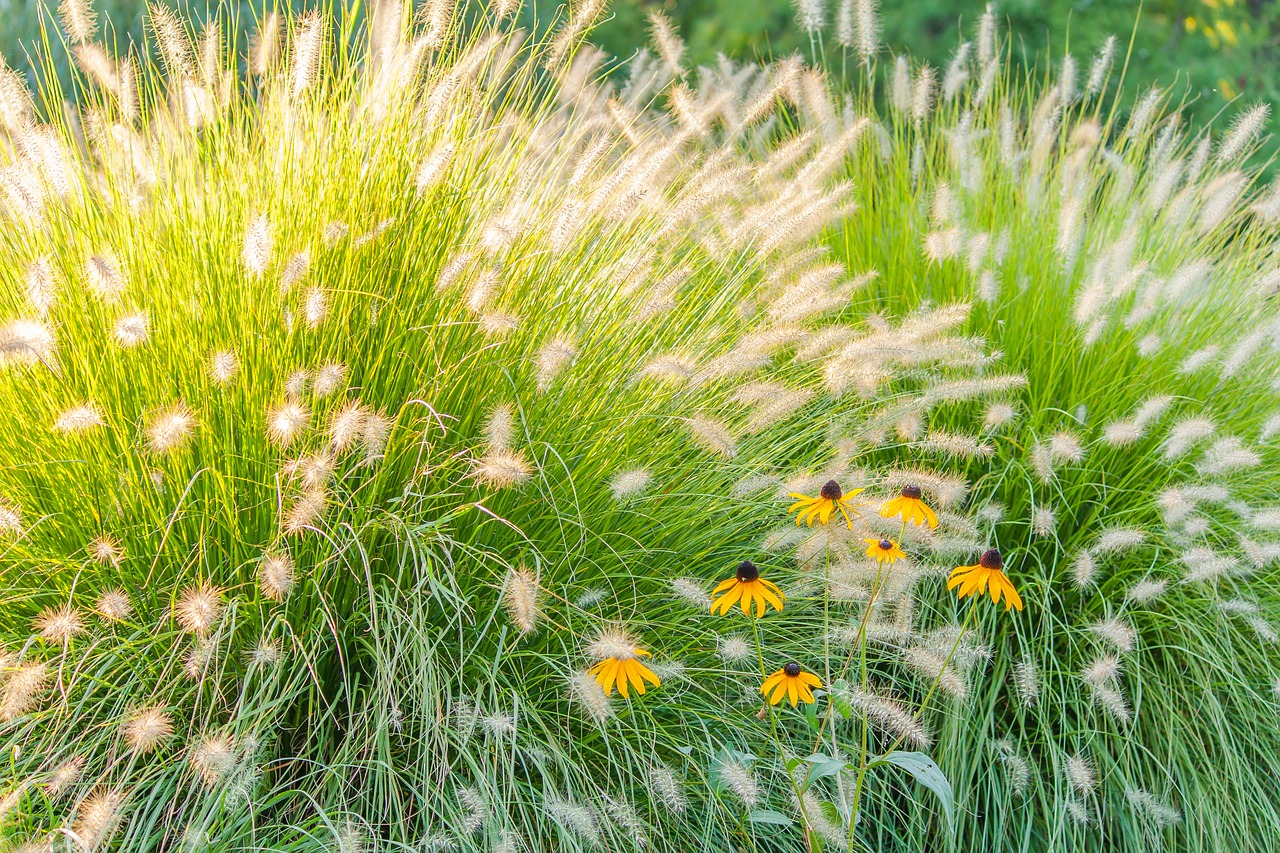 grass flowers green free photo