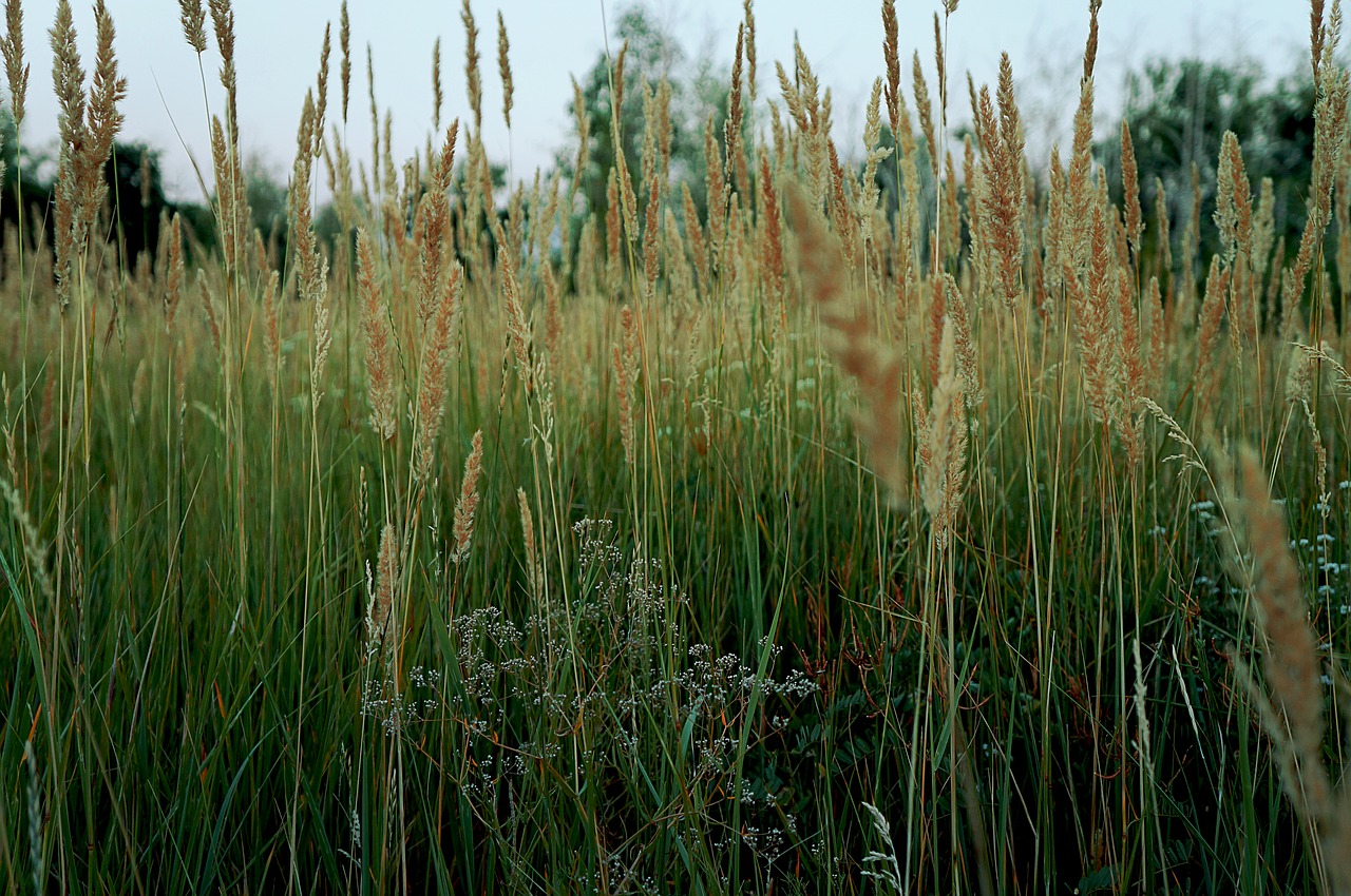 grass field summer free photo