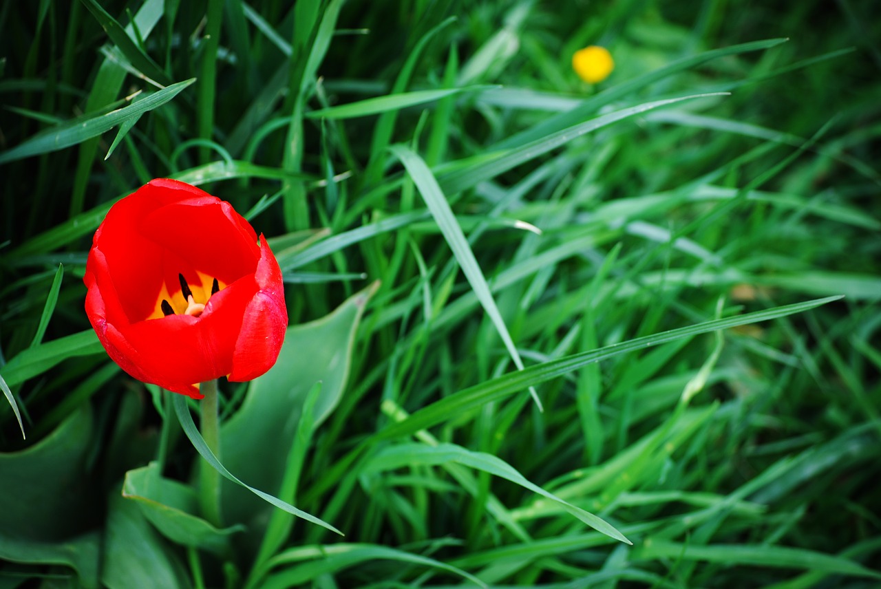 grass nature flower free photo