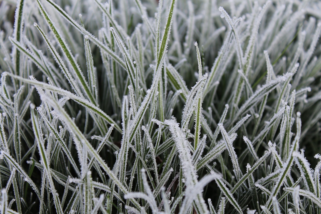 grass frost background free photo