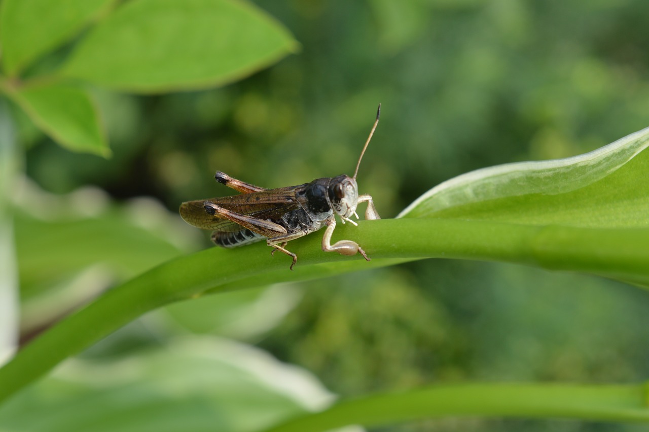 grass grasshopper summer free photo