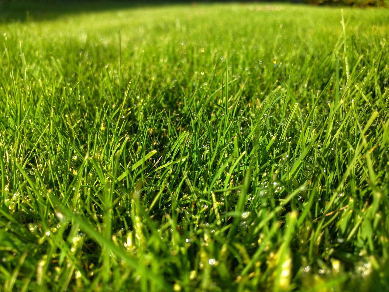 grass green garden free photo