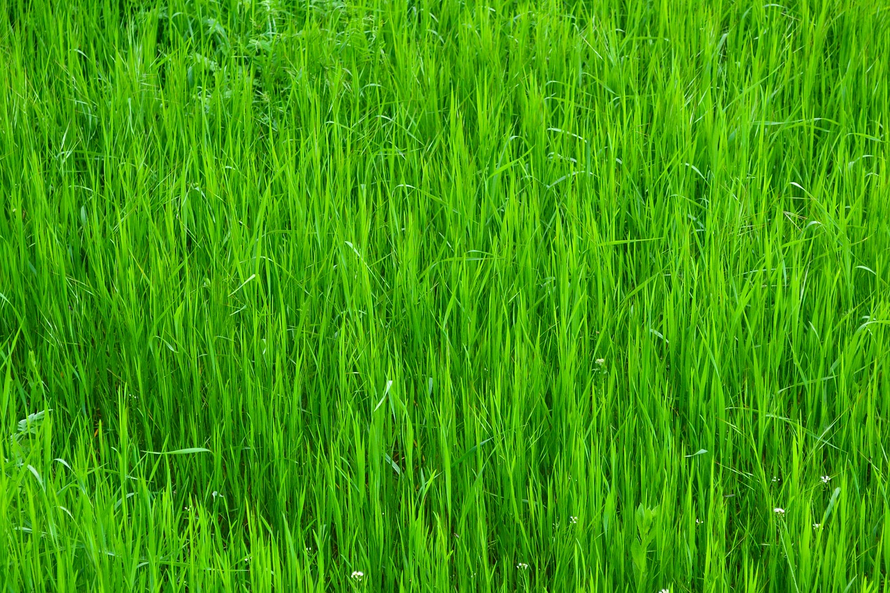 grass green nature free photo