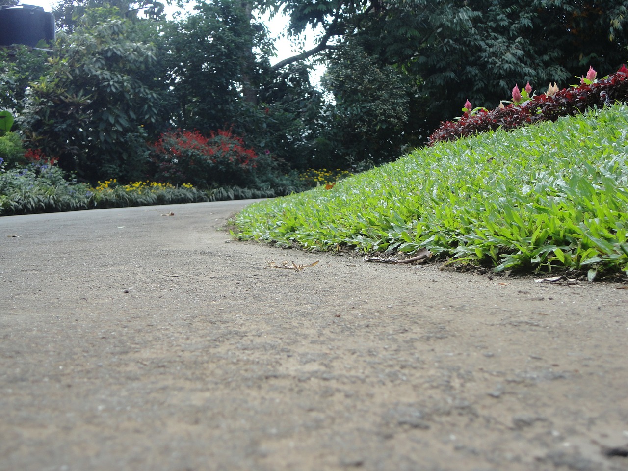 grass roads plants free photo