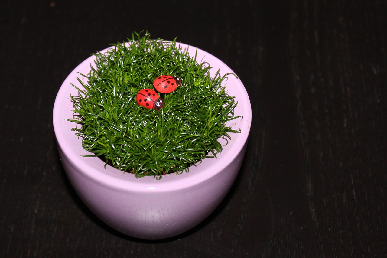 grass ladybug flowerpot free photo