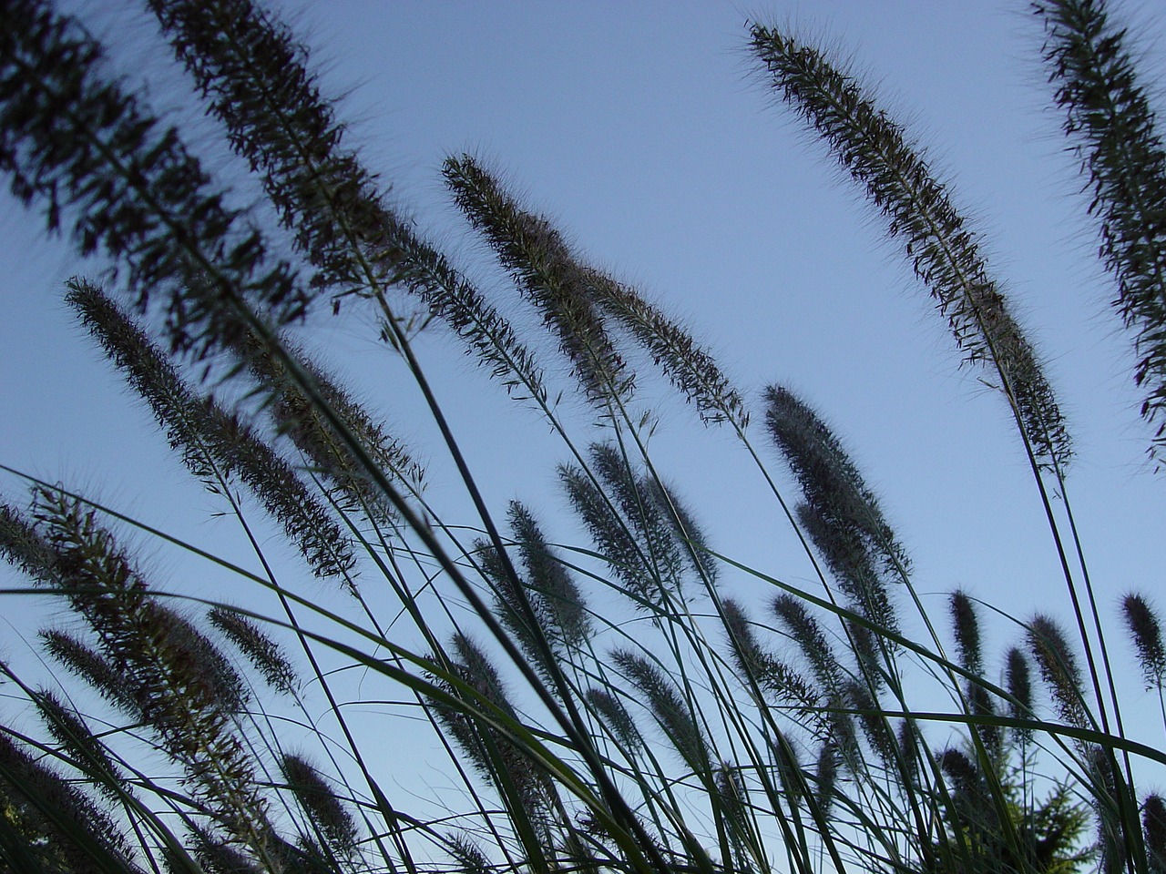 grass field nature free photo