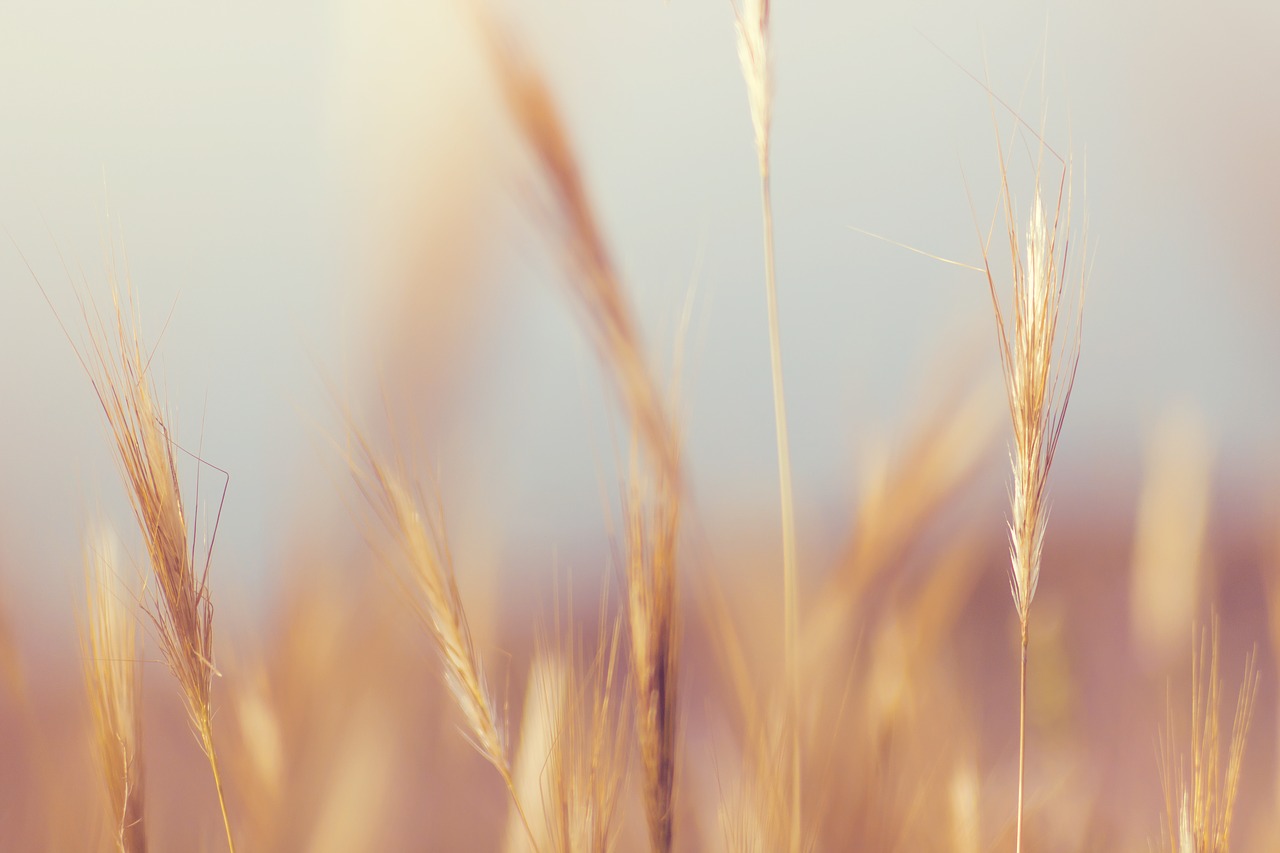 grass macro nature free photo