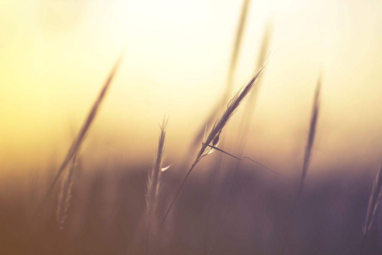 grass macro nature free photo