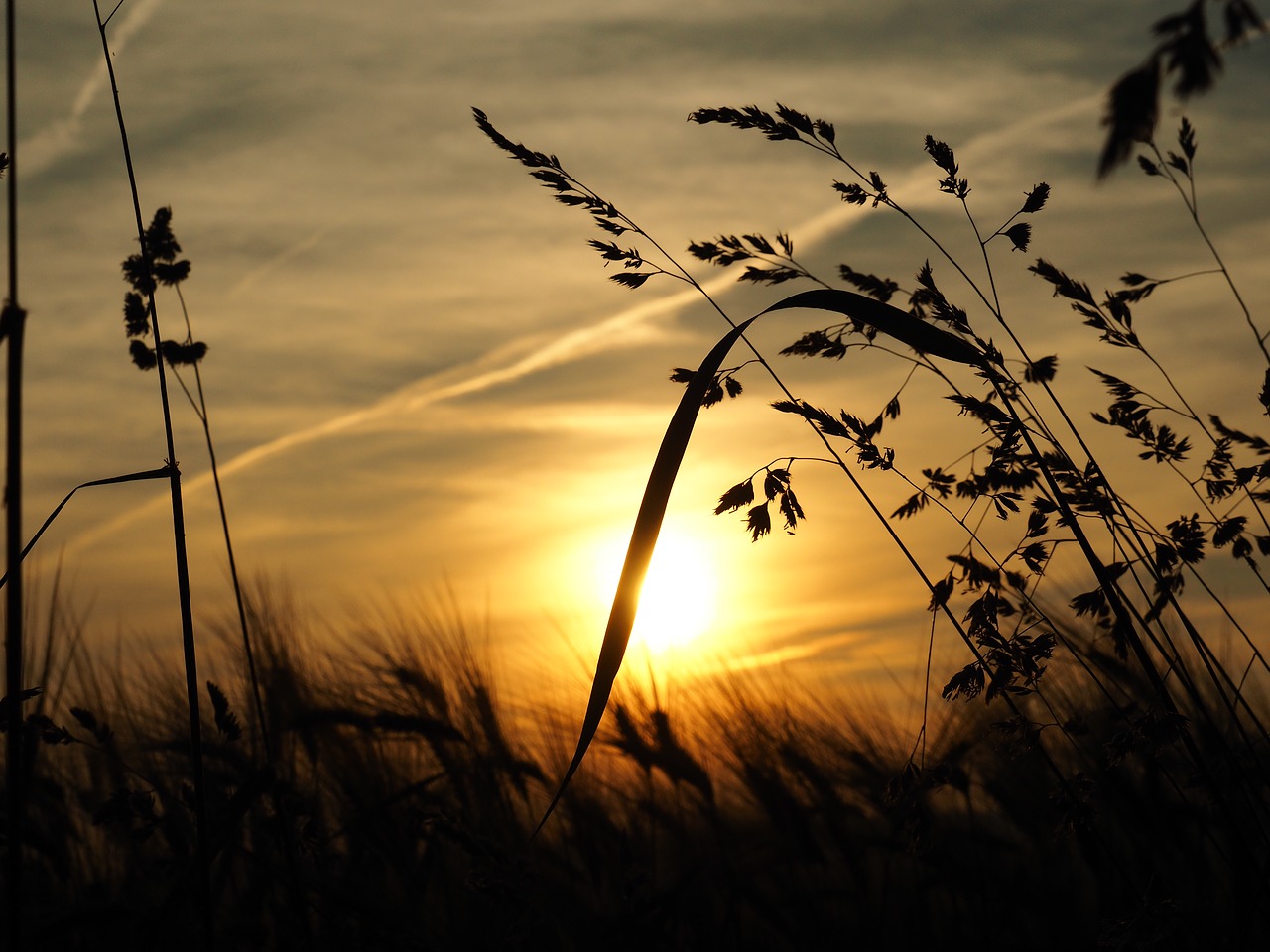 grass sun sunset free photo