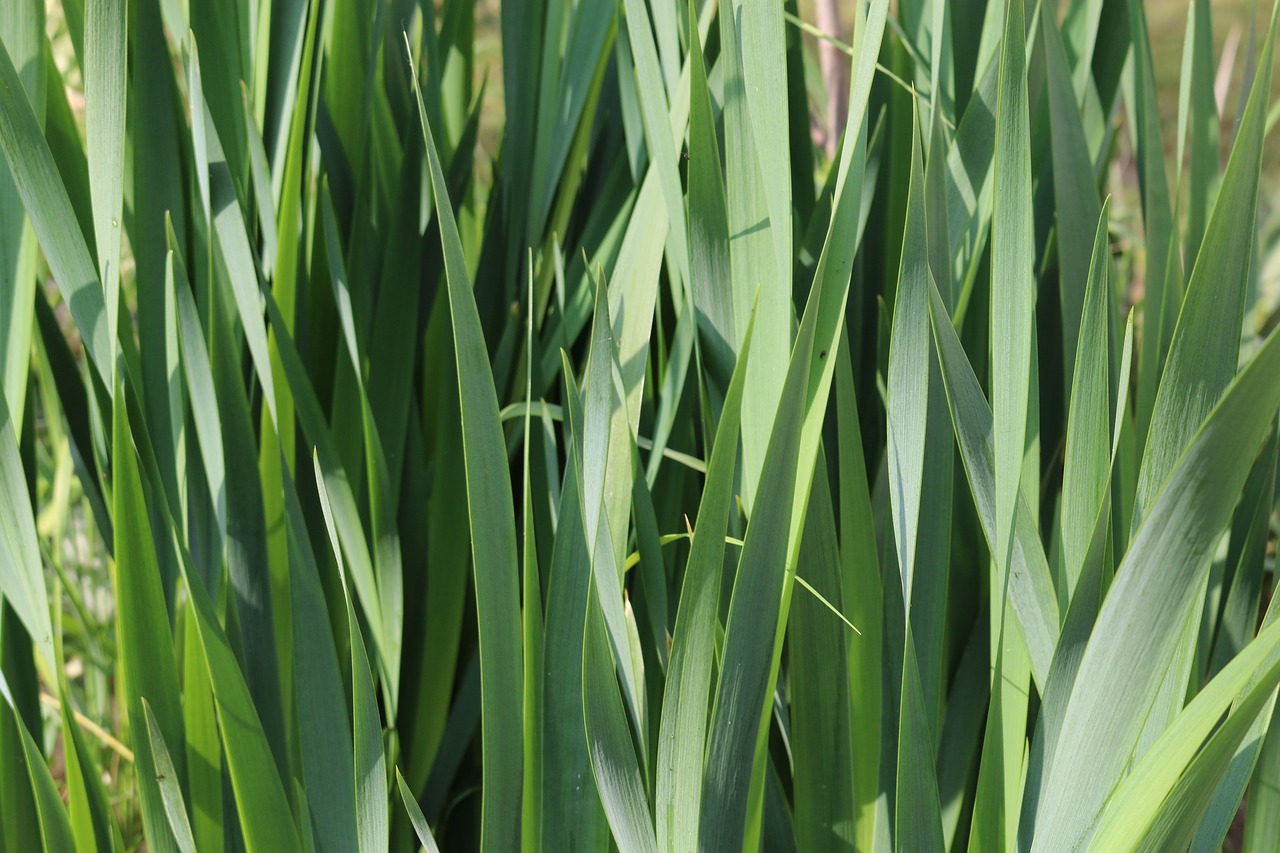 grass green nature free photo