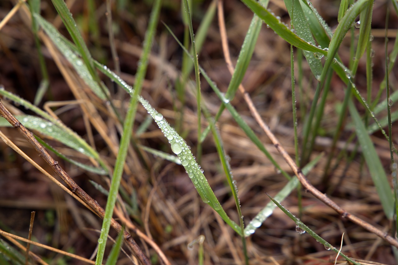 grass macro nature free photo