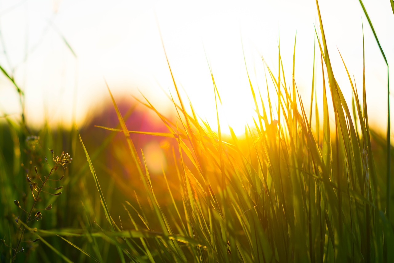 grass green nature free photo