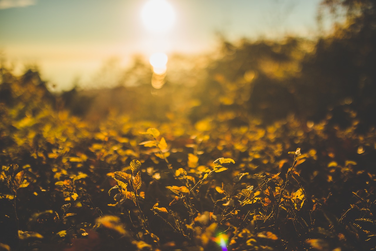 grass plant sunrise free photo