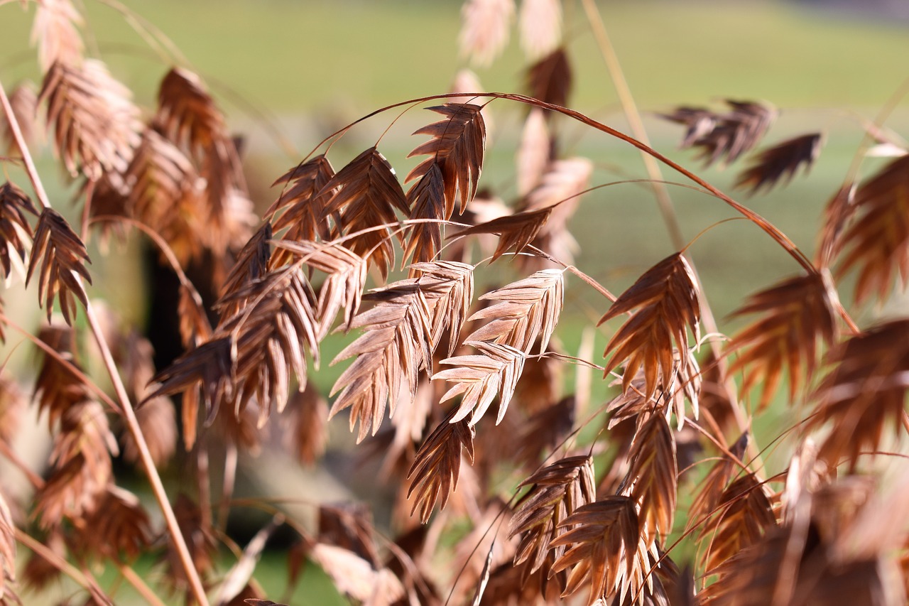 grass nature plant free photo