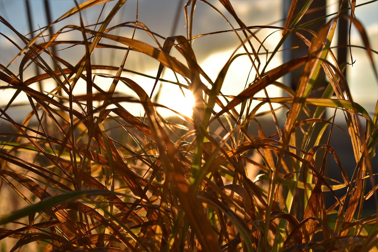 grass grasses plant free photo