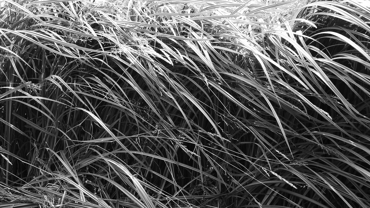grass sedge blades of grass free photo