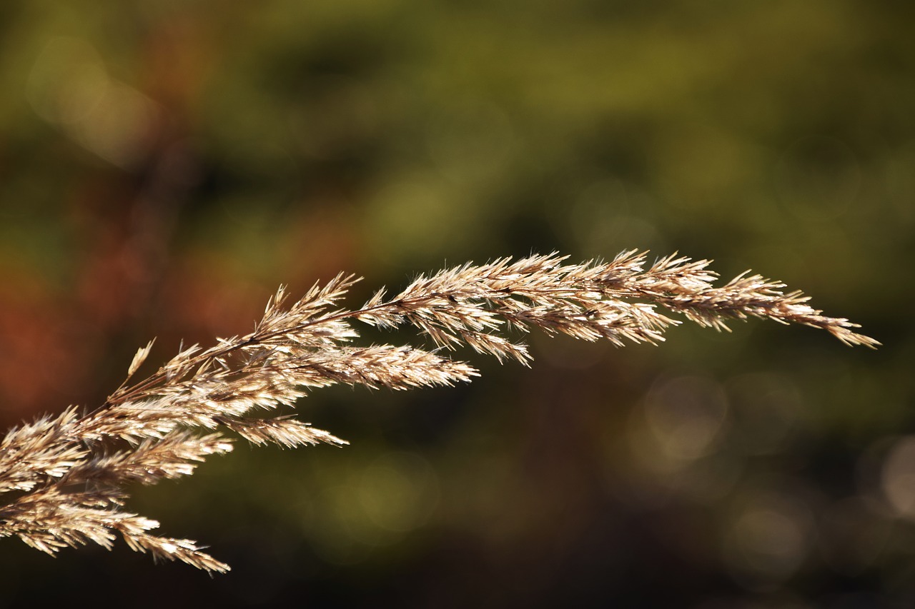 grass autumn nature free photo