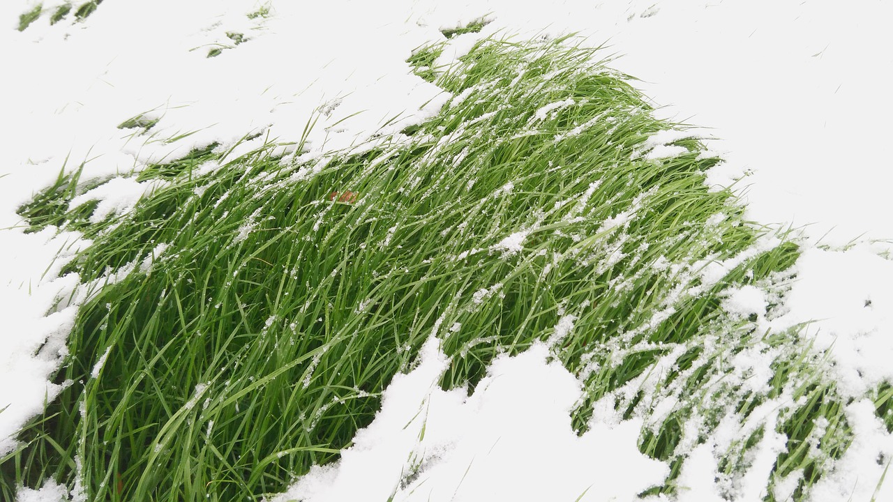 grass snow winter free photo