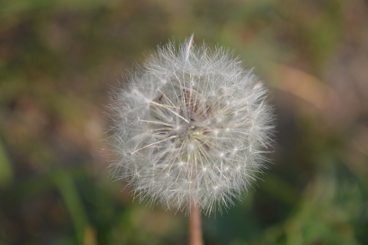 grass white dandelion free photo