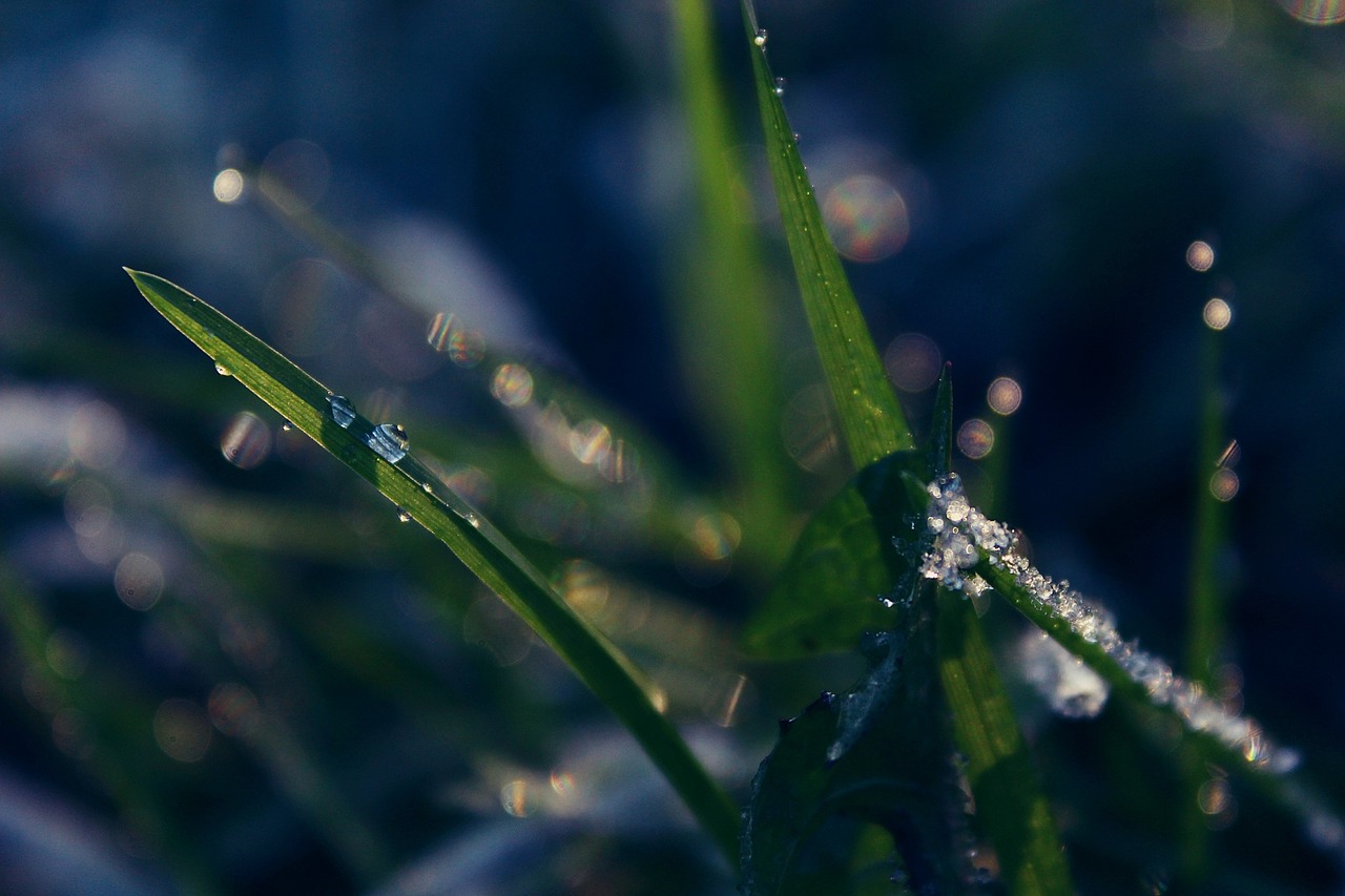 grass nature cold free photo