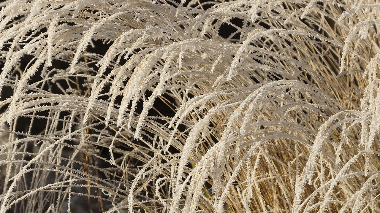 grass withered dried free photo