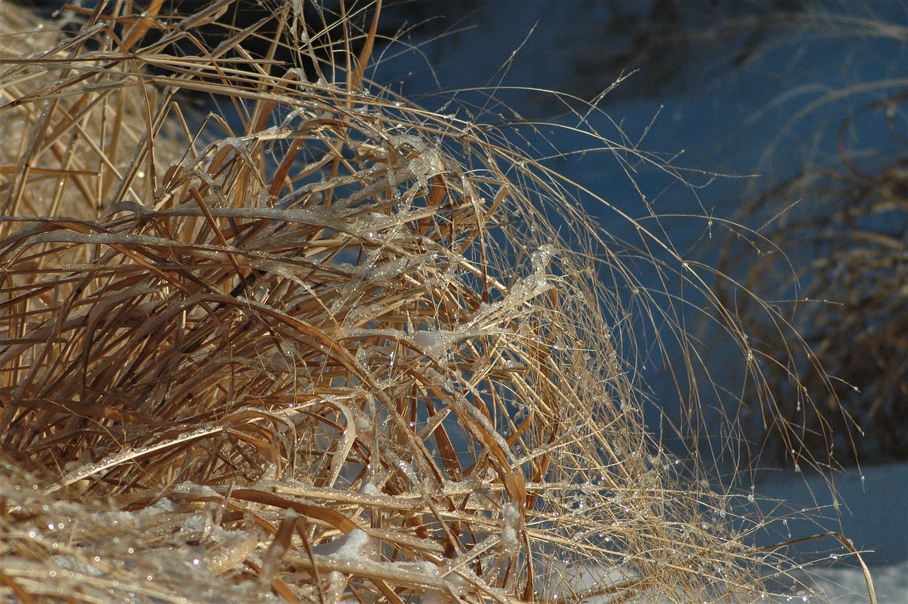 grass winter nature free photo