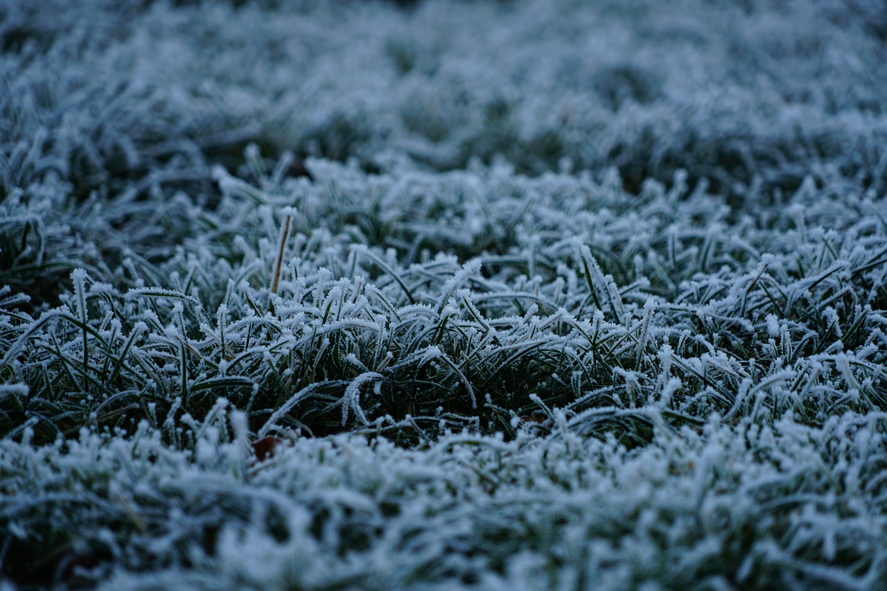 grass hoarfrost gas free photo